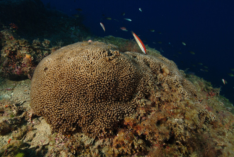 Discussione su Cladocora caespitosa